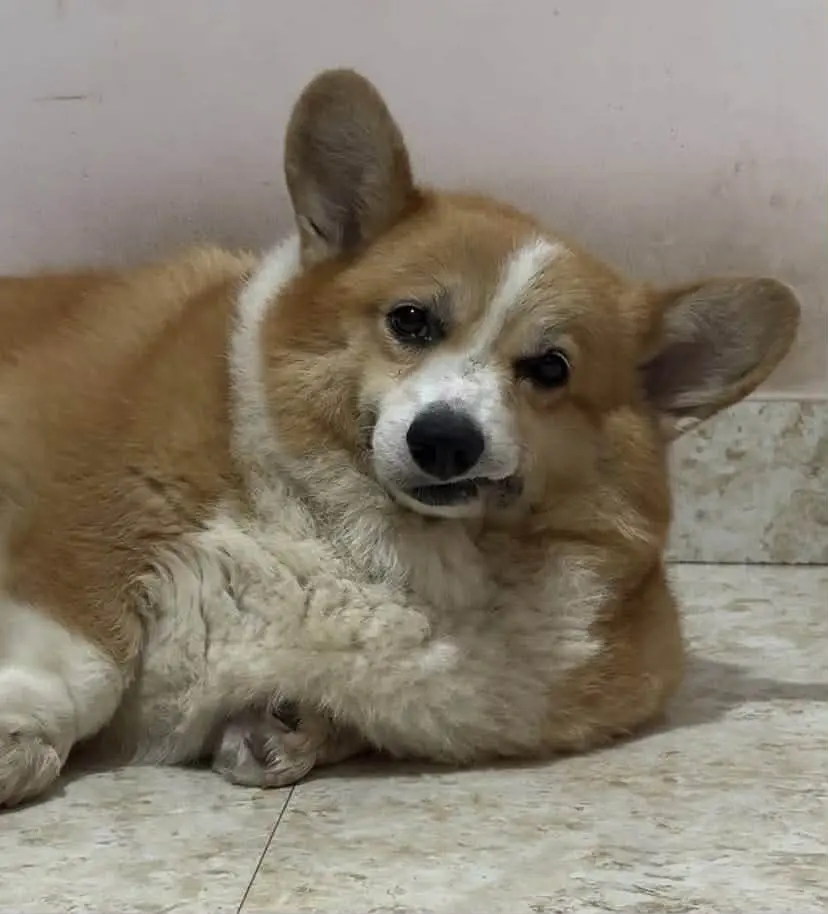 Phùng Như Hùng